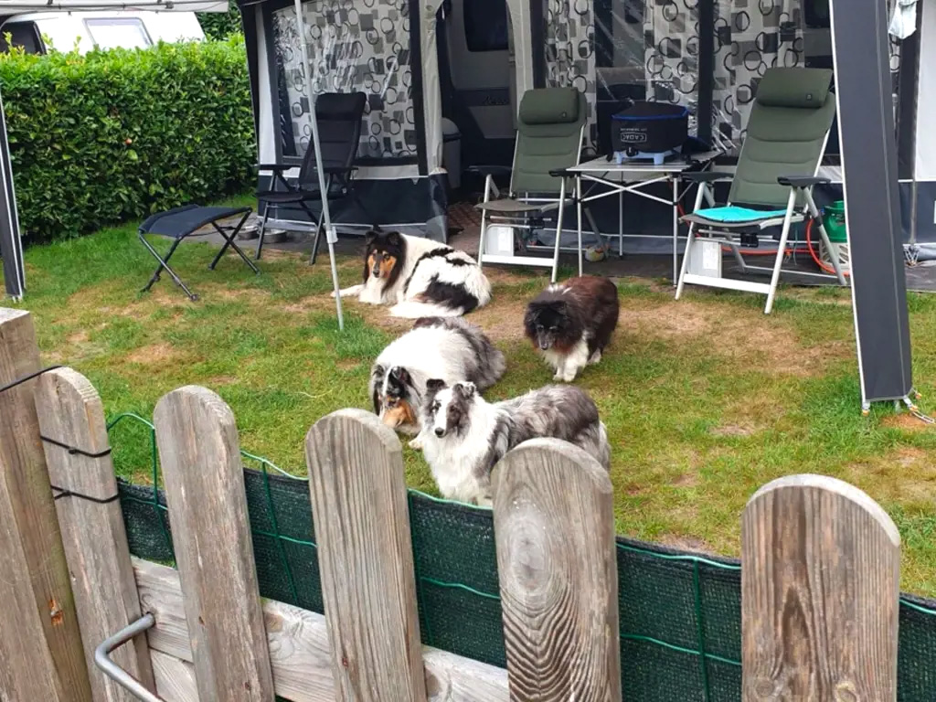 Hundecampingplatz mit eingezäunten Stellplätzen