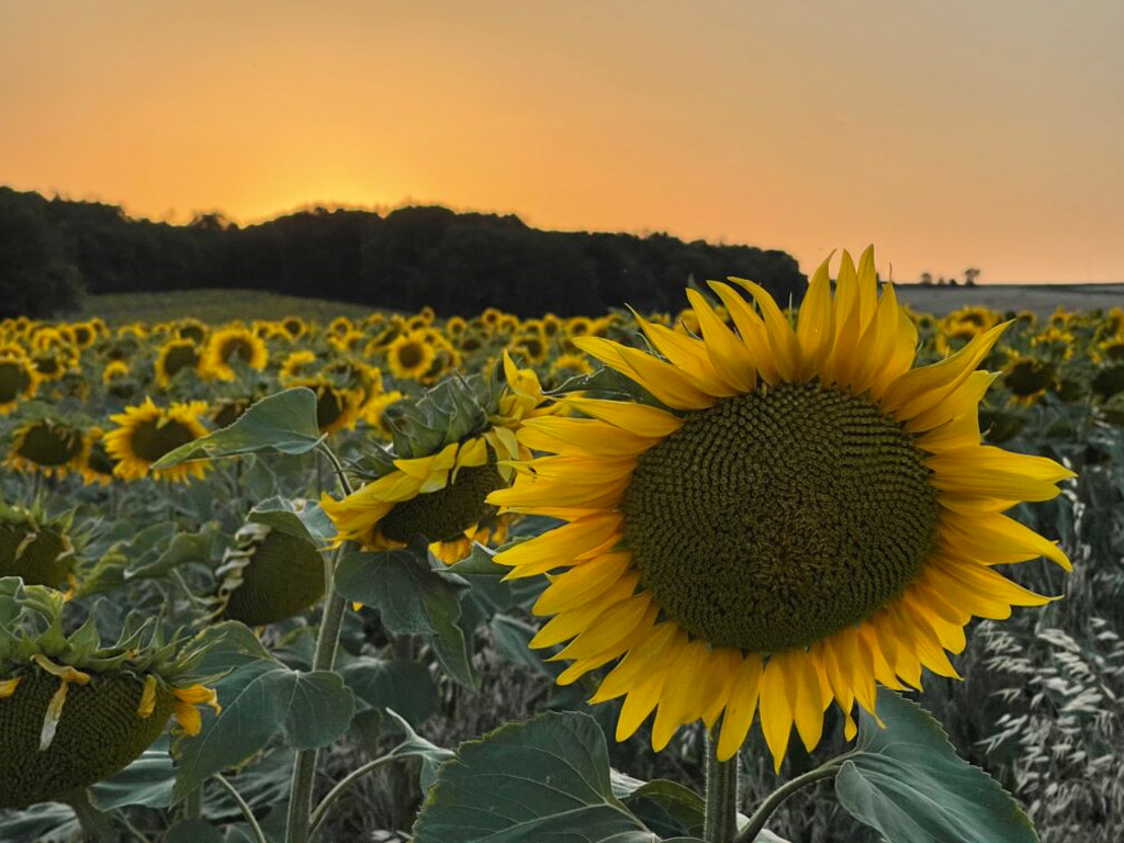 Camping A La Ferme Raviere 10
