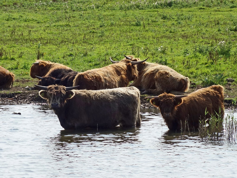 Lauwersmeer2 (1) (1) (1)