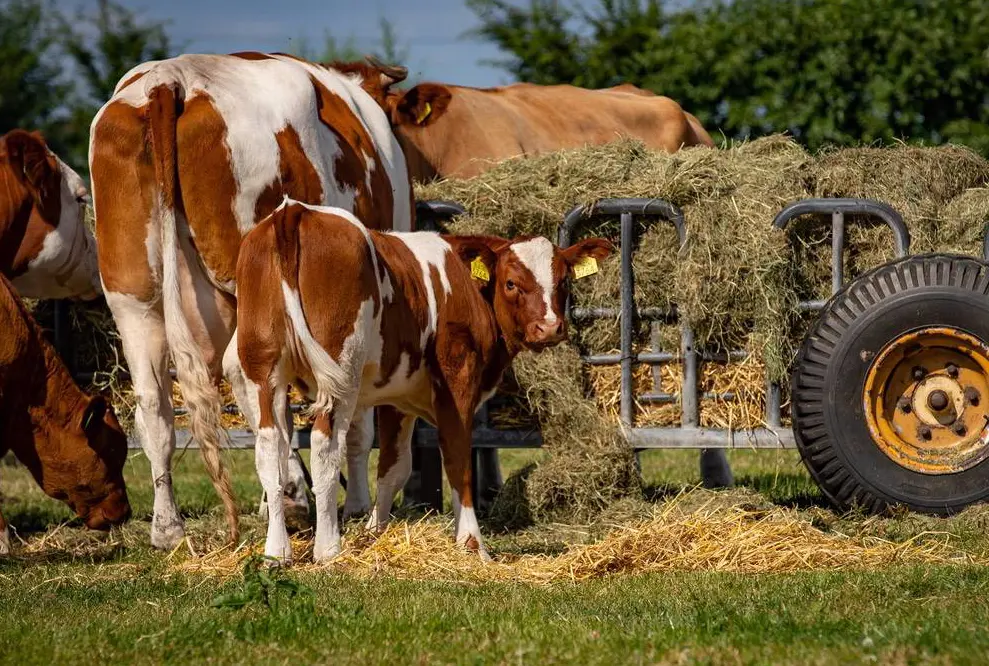 Die 20 schönsten Bauernhof-Campingplätze in den Niederlanden