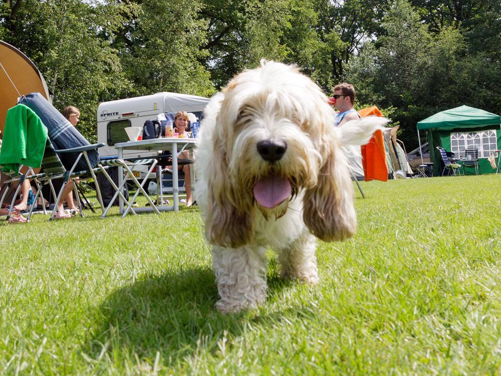 In den Wäldern von IJhorst gelegen