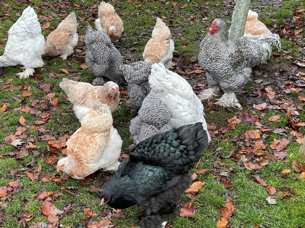 Minicamping Lierderpark 9