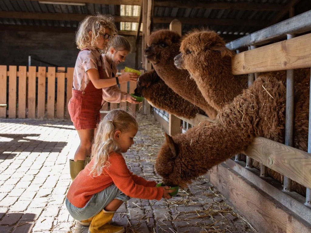 Farmcamps De Smulhoeve 6