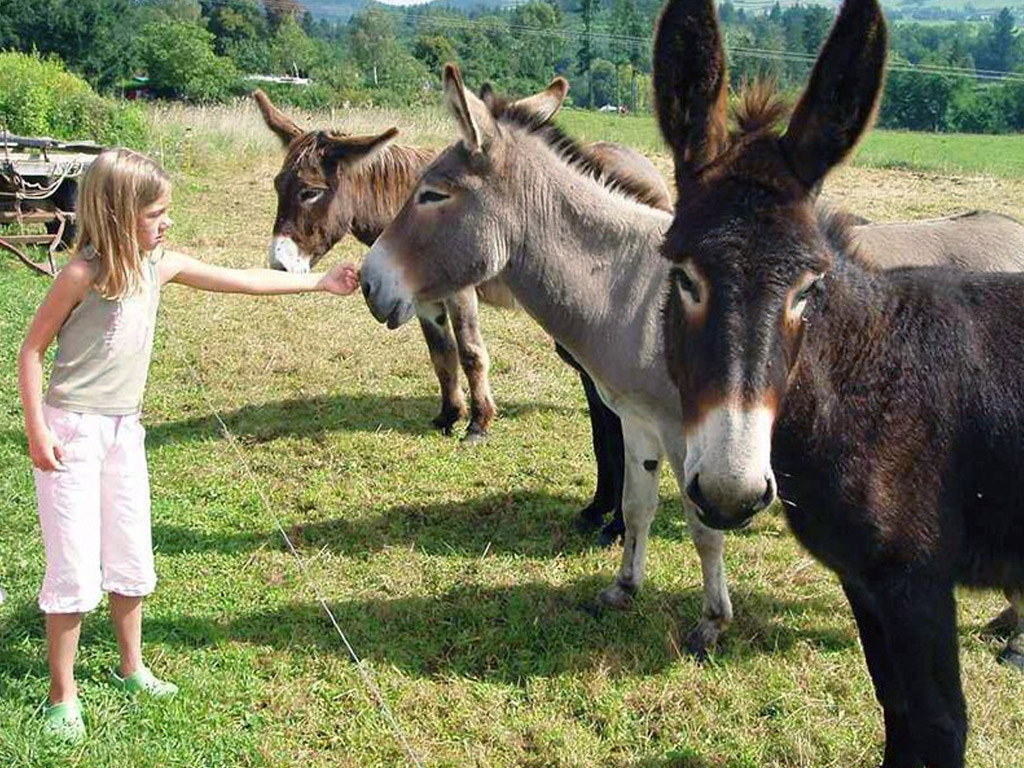 Camping Montrouant 10