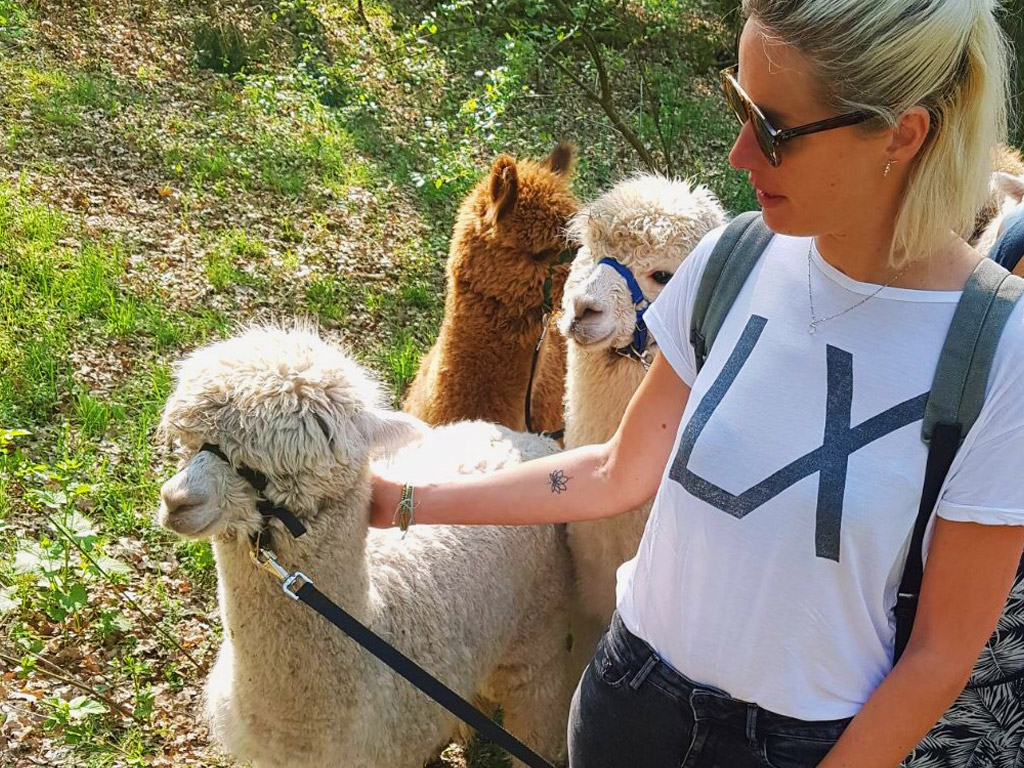 Alpakas auf dem Campingplatz