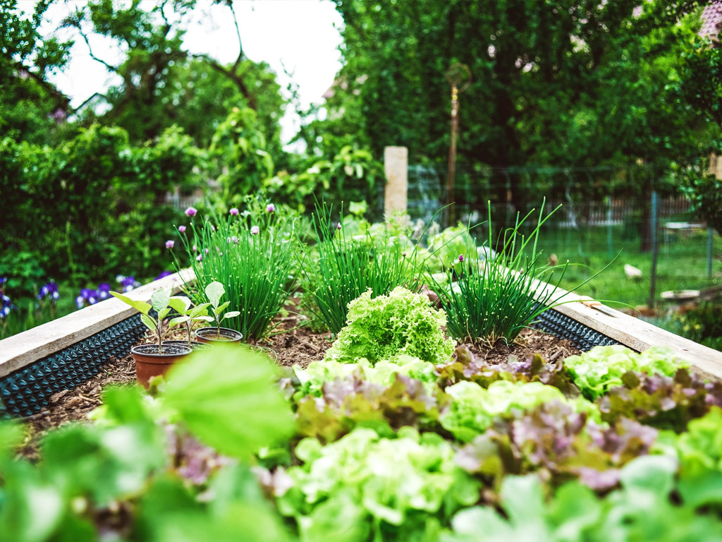 Ein Kräutergarten auf dem Campingplatz