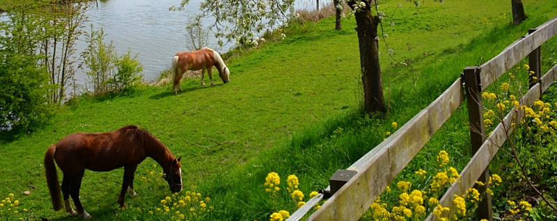 Gelderland 5 (1) (1) (1)